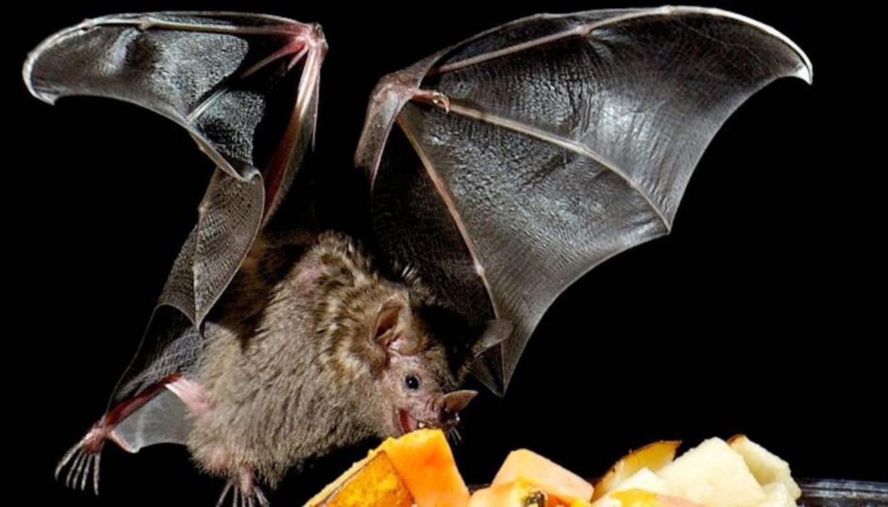 Pension Zur Fledermaus Waren  Kültér fotó